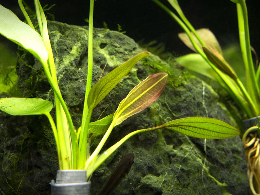 Melon Sword (Echinodorus osiris) - Bare Root