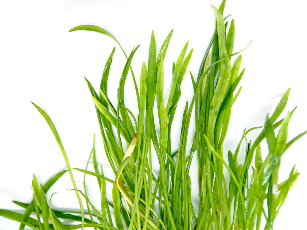 Micro Sword (Lilaeopsis brasiliensis)