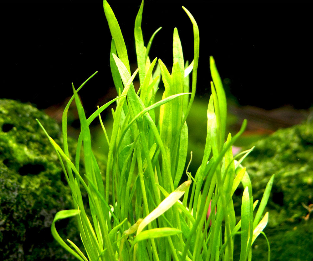 Micro Sword (Lilaeopsis brasiliensis)