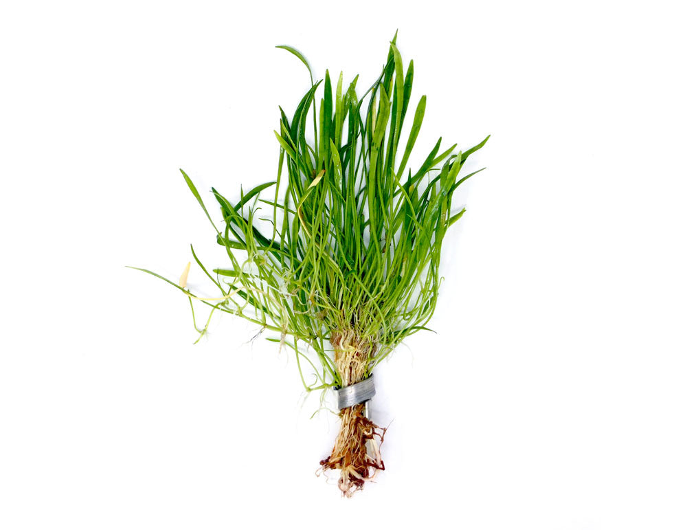 Micro Sword (Lilaeopsis brasiliensis)