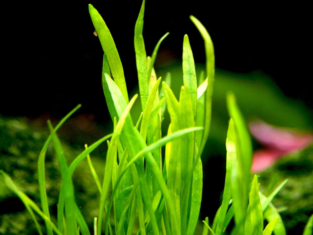 Micro Sword (Lilaeopsis brasiliensis)