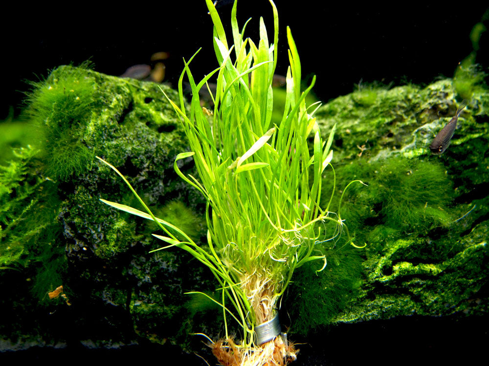 Micro Sword (Lilaeopsis brasiliensis)