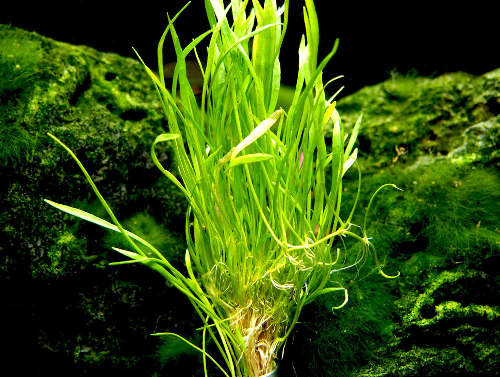 Micro Sword (Lilaeopsis brasiliensis)