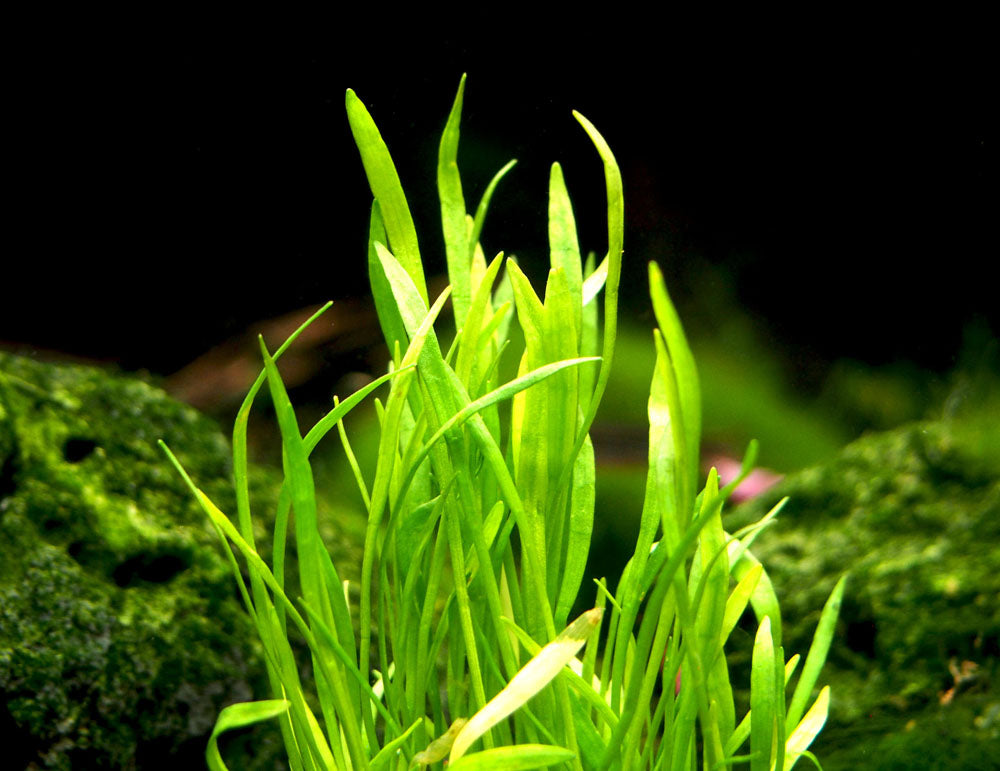 Micro Sword (Lilaeopsis brasiliensis)