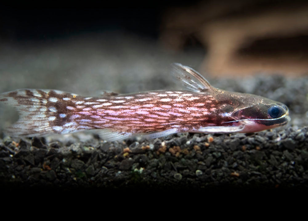 Milky Way Wood Catfish (Tatia galaxias), Tank-Bred!