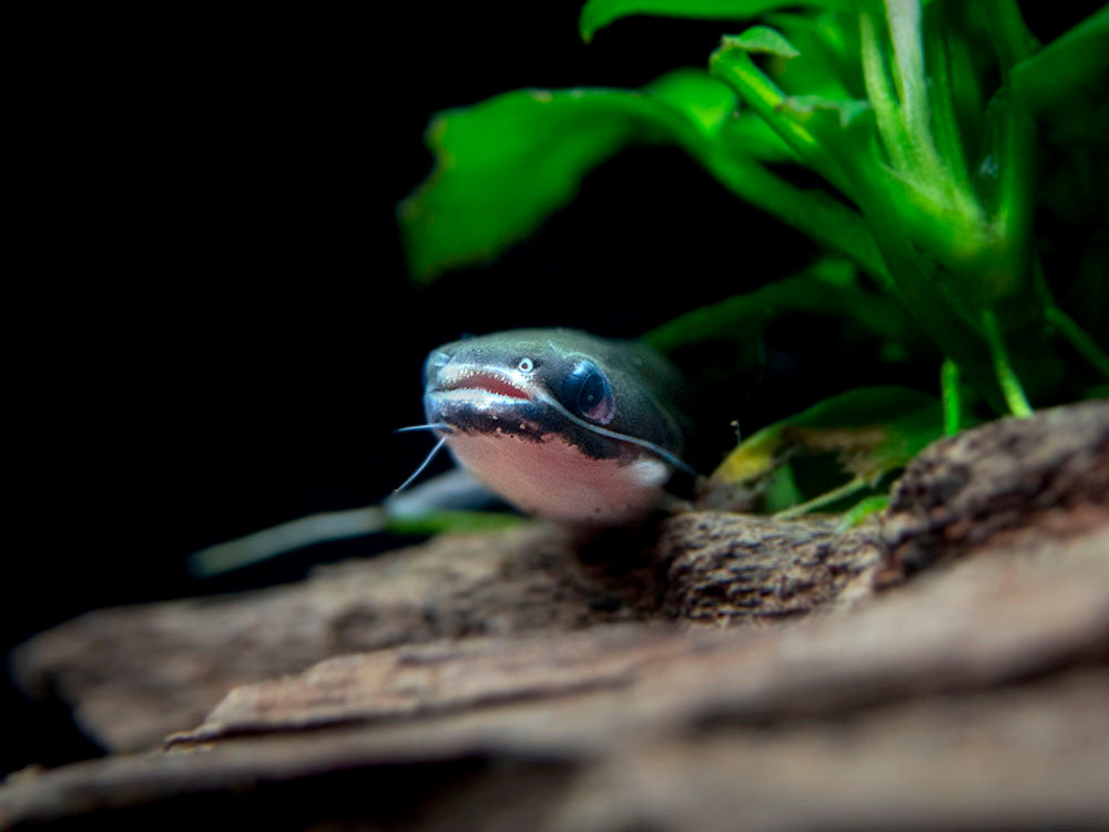 Milky Way Wood Catfish (Tatia galaxias), Tank-Bred!