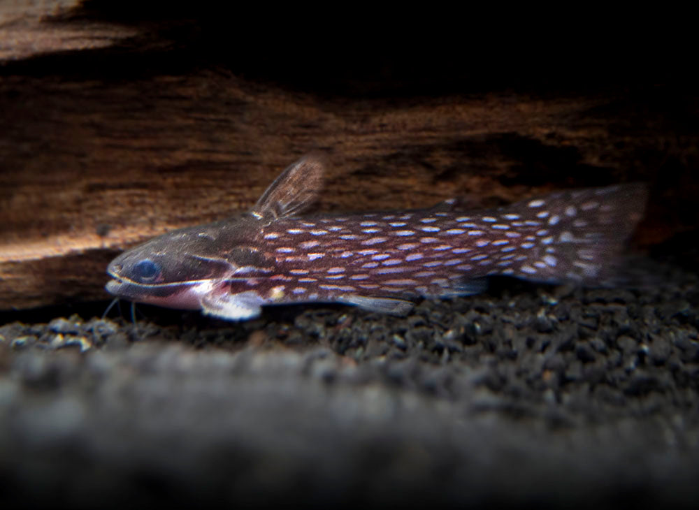 Milky Way Wood Catfish (Tatia galaxias), Tank-Bred!