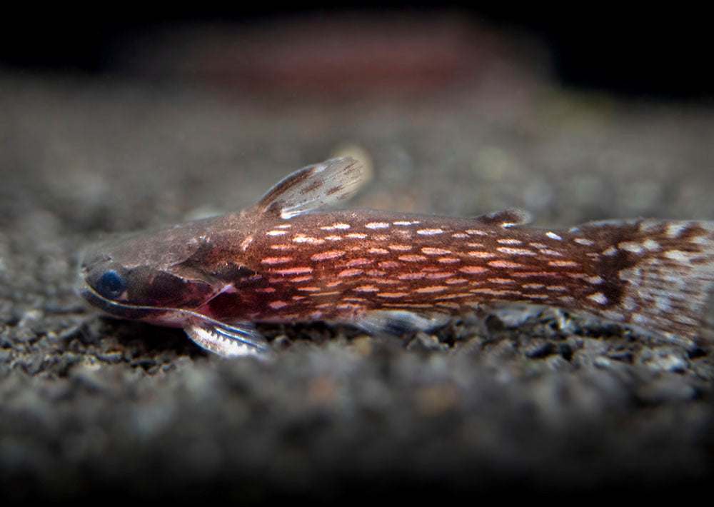 Milky Way Wood Catfish (Tatia galaxias), Tank-Bred!