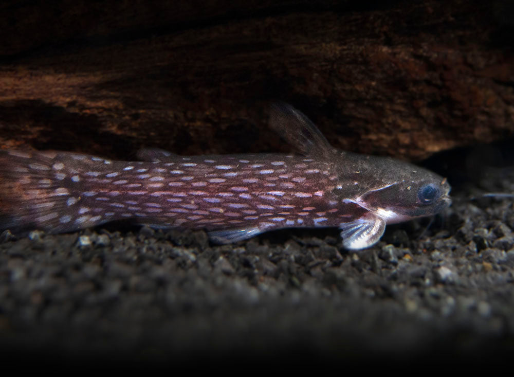 Milky Way Wood Catfish (Tatia galaxias), Tank-Bred!