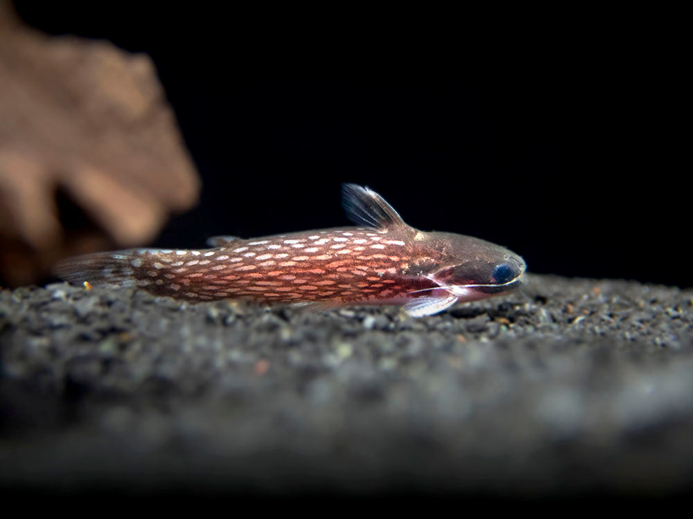Milky Way Wood Catfish (Tatia galaxias), Tank-Bred!