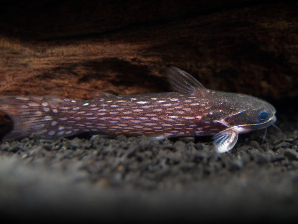 Milky Way Wood Catfish (Tatia galaxias), Tank-Bred!