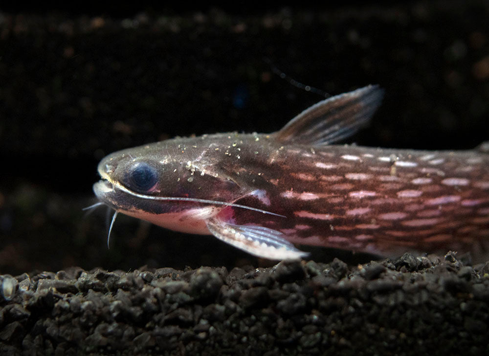 Milky Way Wood Catfish (Tatia galaxias), Tank-Bred!