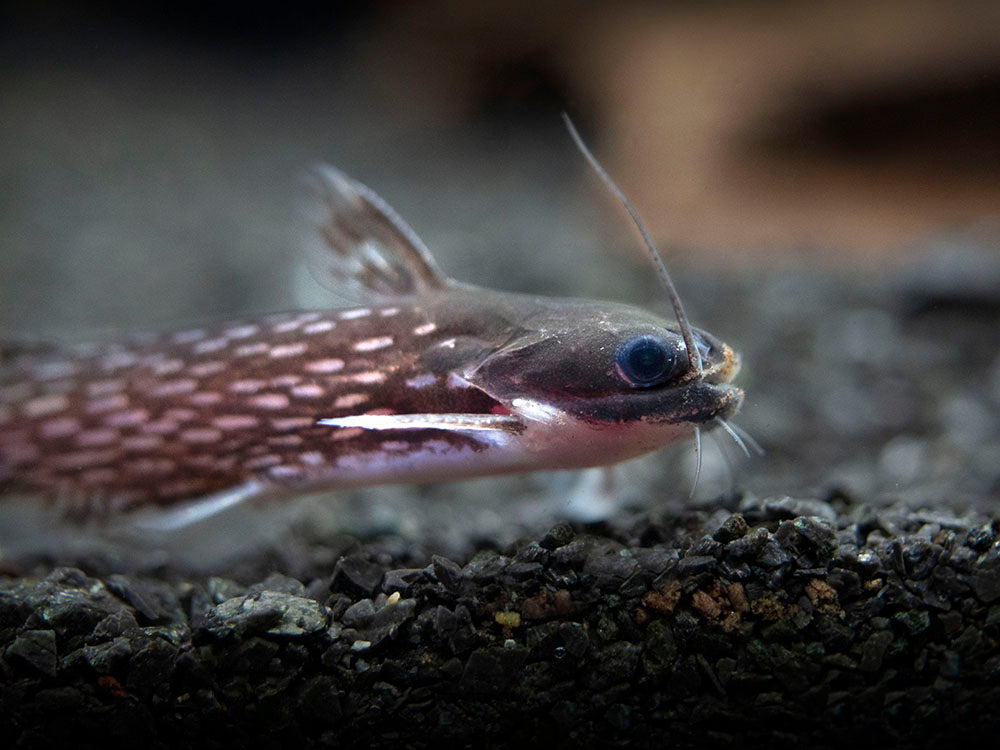 Milky Way Wood Catfish (Tatia galaxias), Tank-Bred!