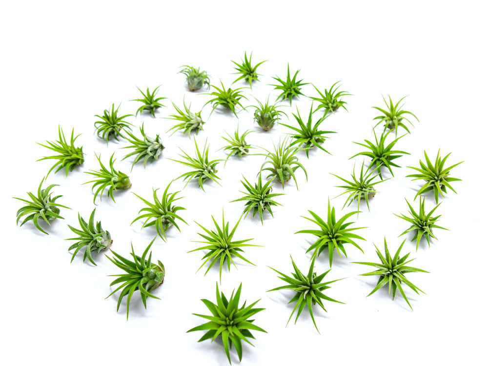 air plant fairy garden Miniature Air Plants Pack