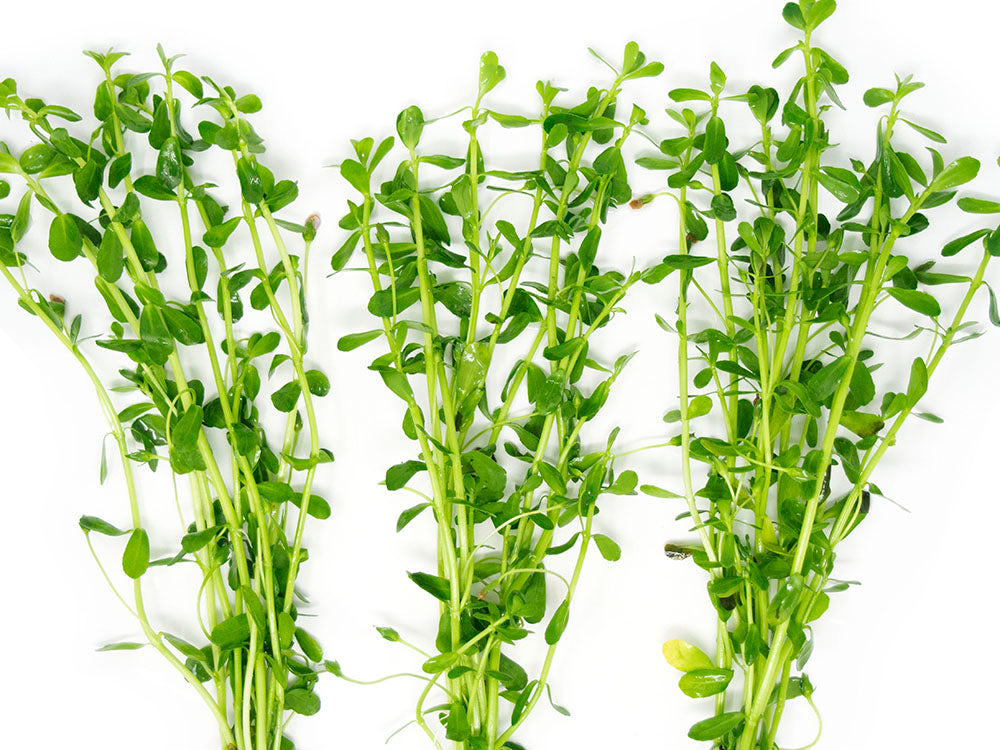 money wart plant Moneywort (Bacopa monnieri)