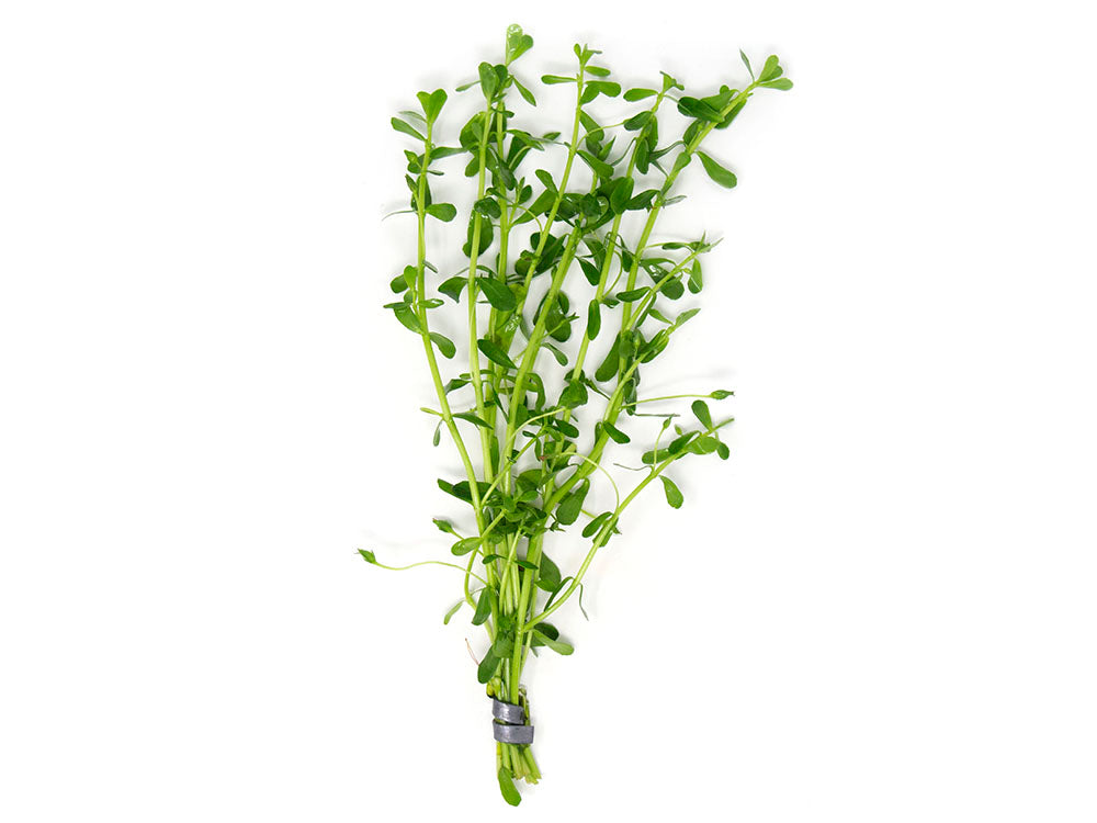 money wart plant Moneywort (Bacopa monnieri)