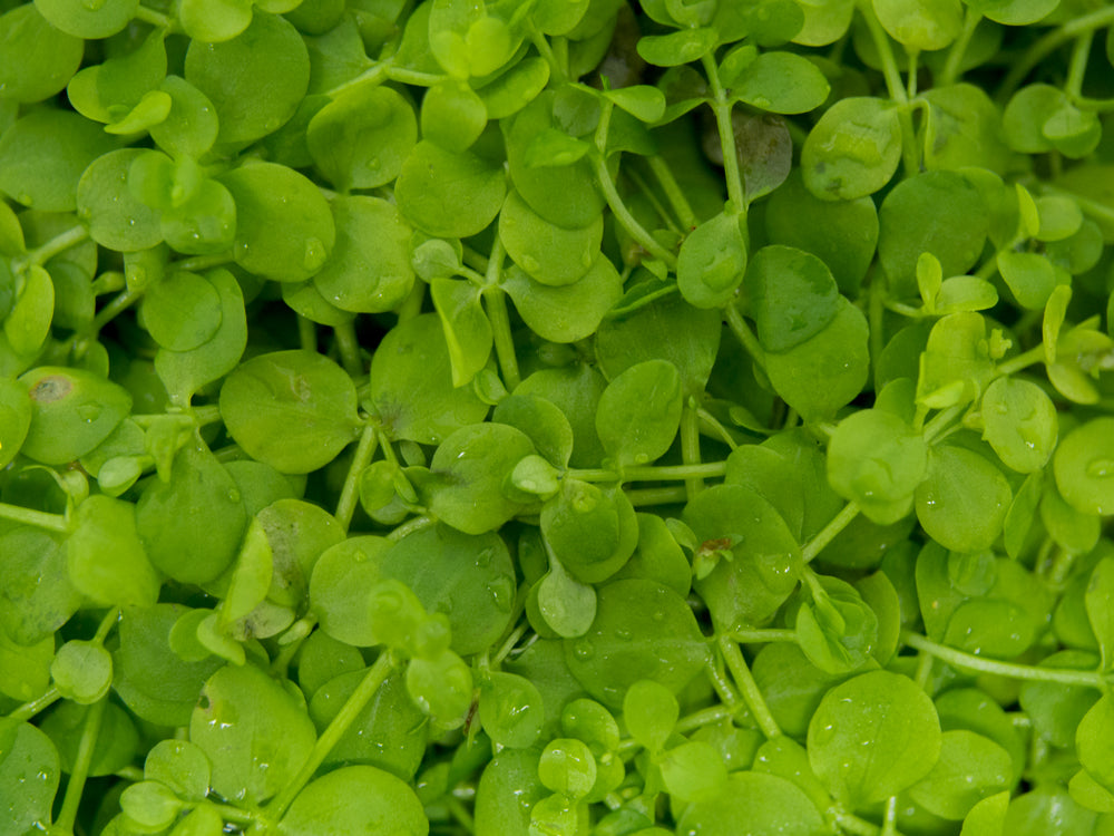 Monte Carlo (Micranthemum tweediei), 3 x 3 inch mat