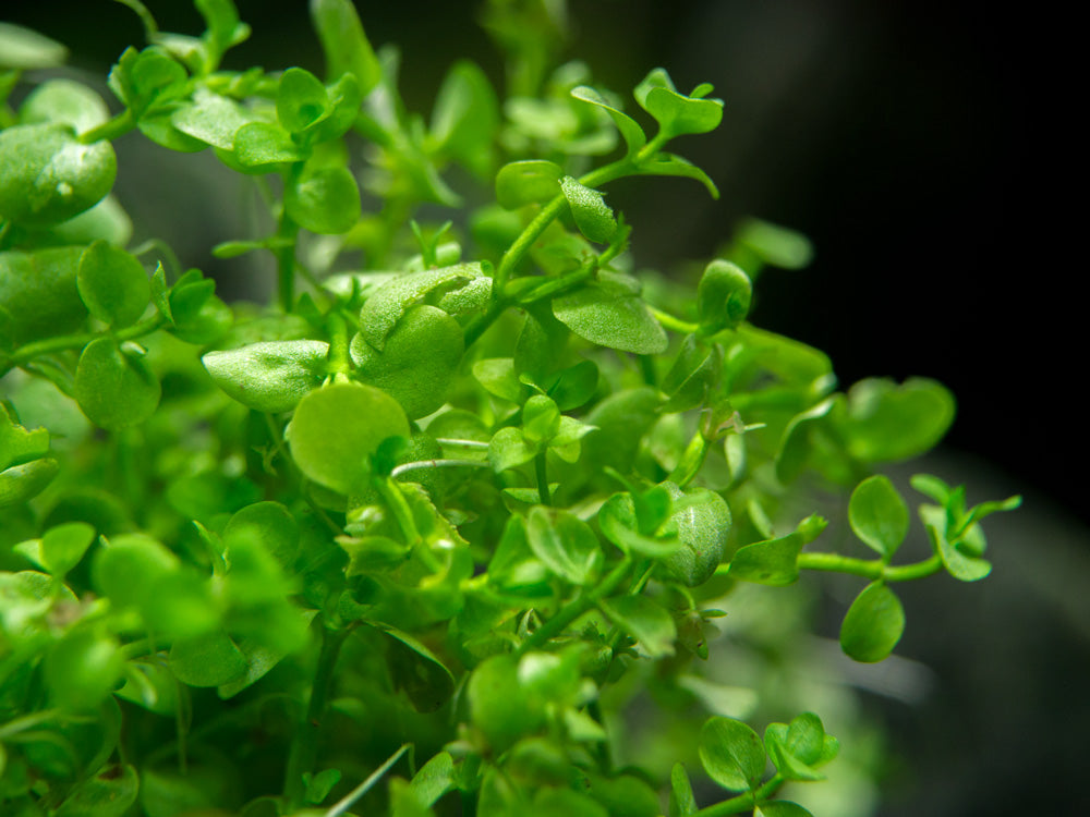 Monte Carlo (Micranthemum “Monte Carlo”), pot