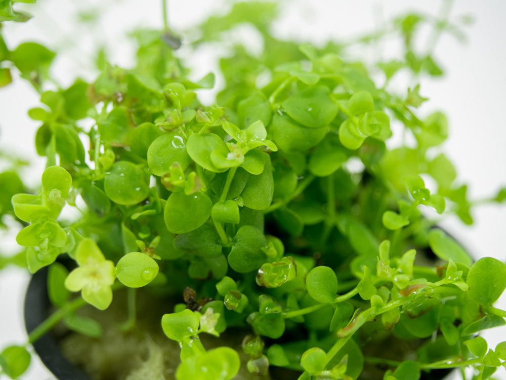 Monte Carlo (Micranthemum “Monte Carlo”), pot