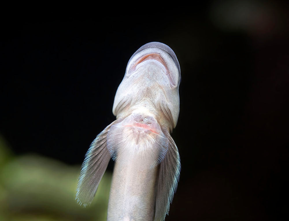 Red-Tailed Rock Goby (Sicyopterus lagocephalus)