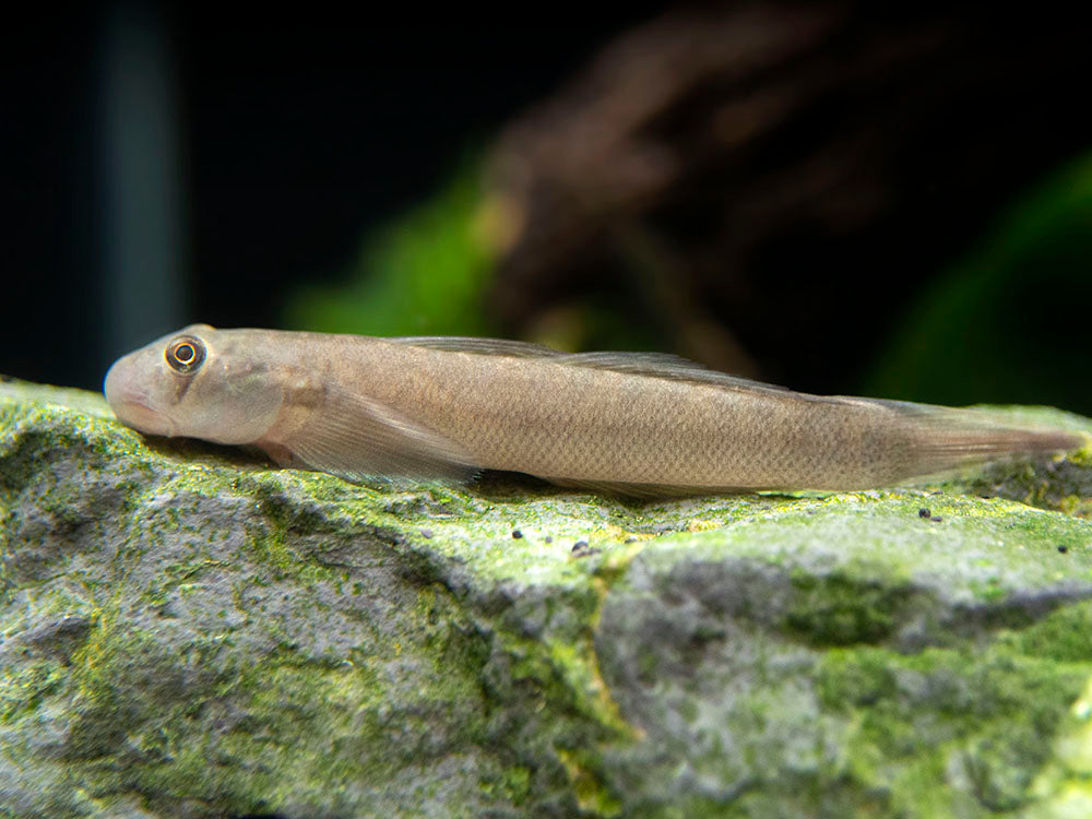 Red-Tailed Rock Goby (Sicyopterus lagocephalus)