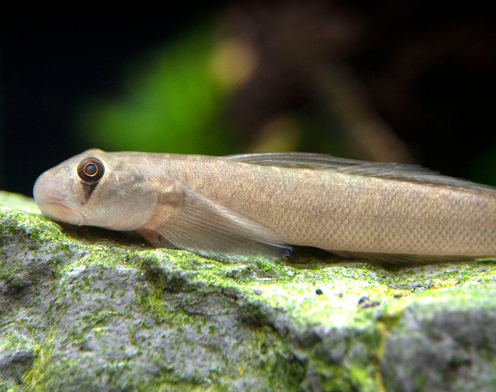 Red-Tailed Rock Goby (Sicyopterus lagocephalus)