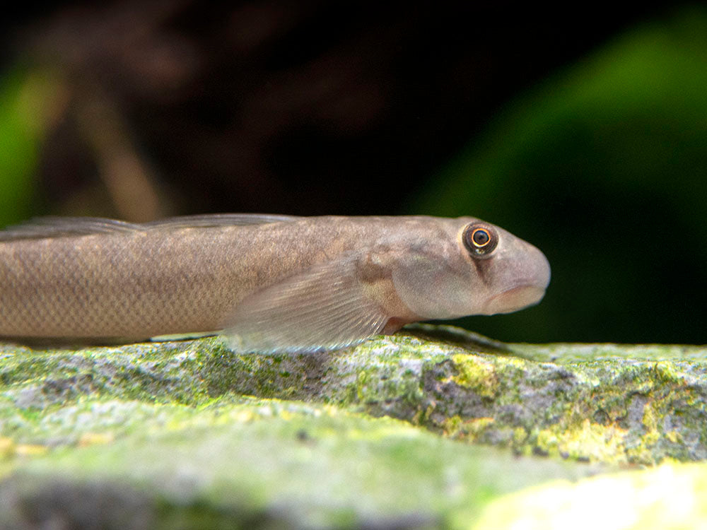 Red-Tailed Rock Goby (Sicyopterus lagocephalus)