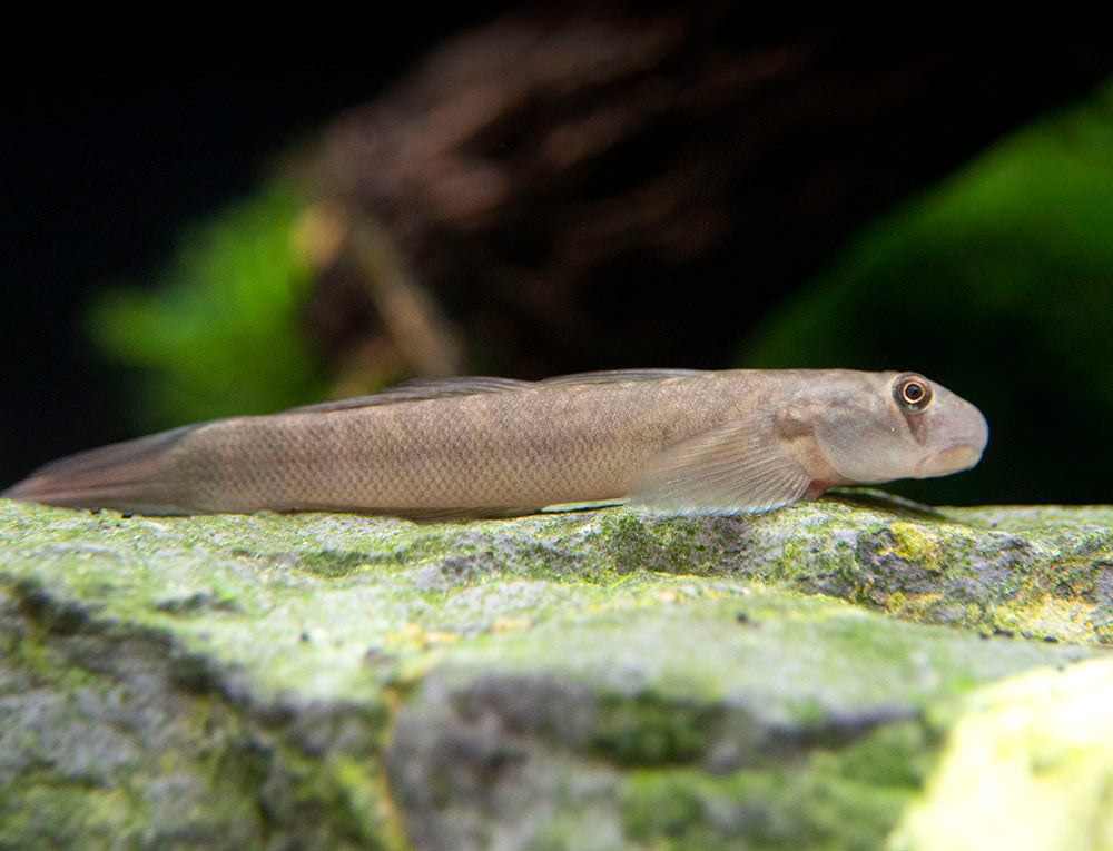 Red-Tailed Rock Goby (Sicyopterus lagocephalus)