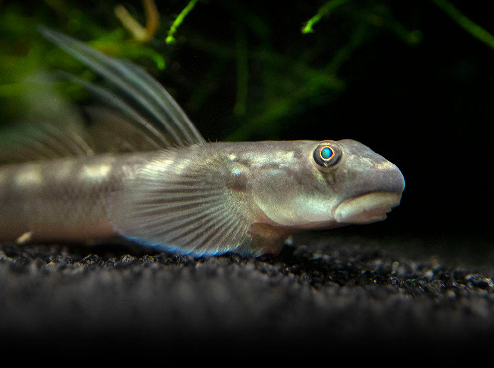 Red-Tailed Rock Goby (Sicyopterus lagocephalus)
