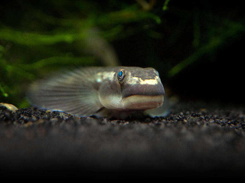 Red-Tailed Rock Goby (Sicyopterus lagocephalus)