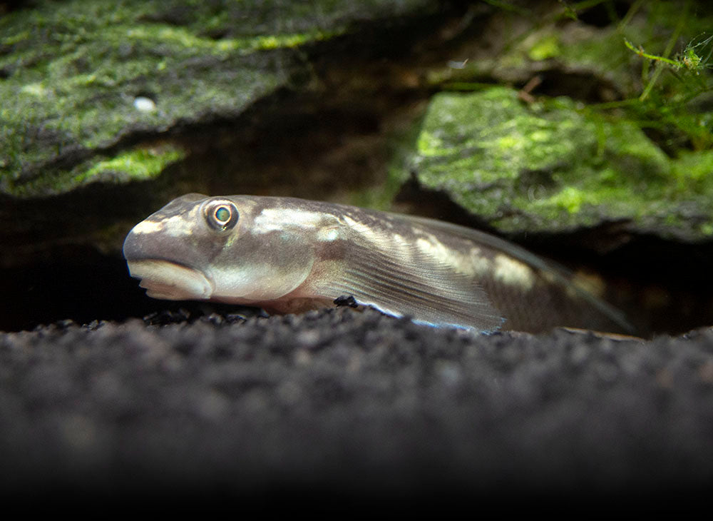 Red-Tailed Rock Goby (Sicyopterus lagocephalus)