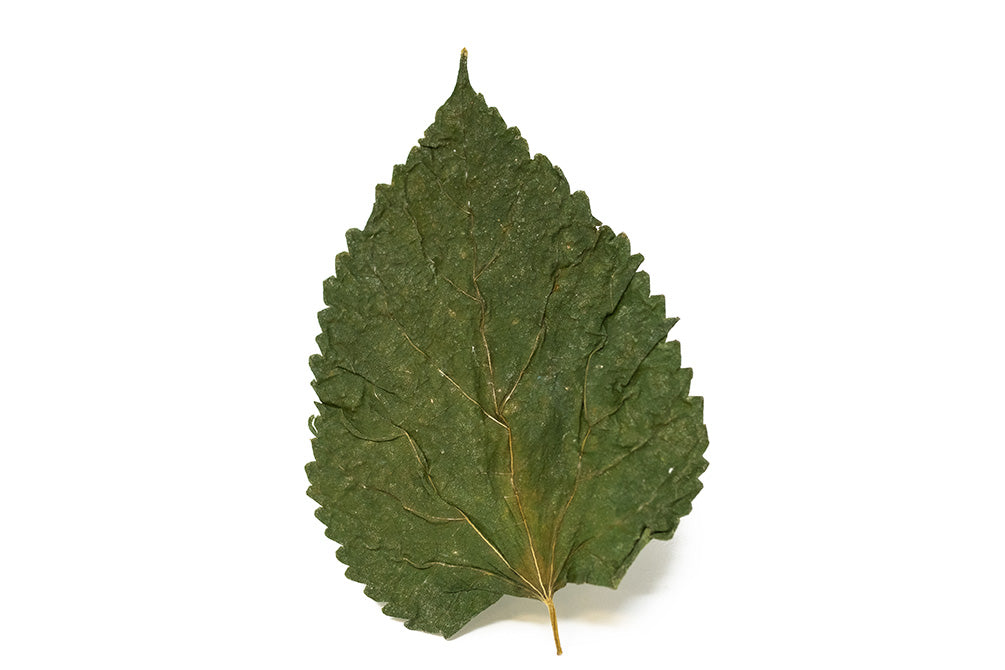 dried mulberry tree leaves