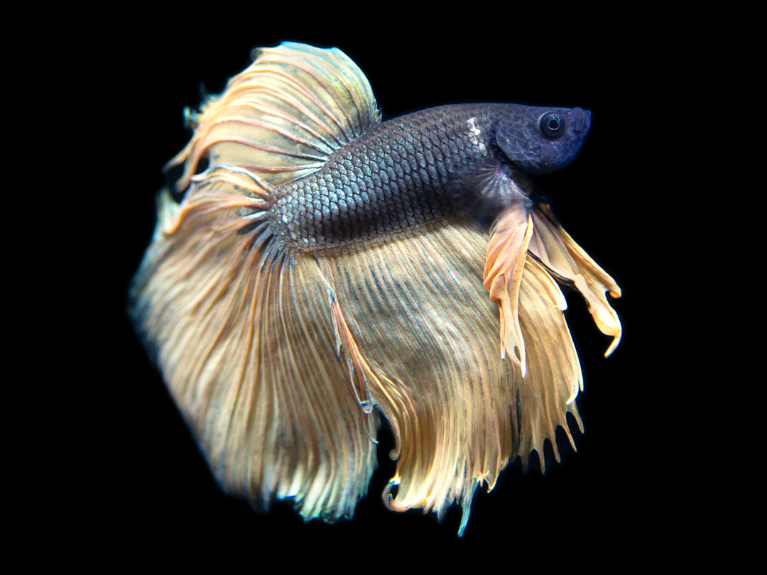 Assorted Mustard Gas Halfmoon Betta (Betta splendens) - Tank-Bred!