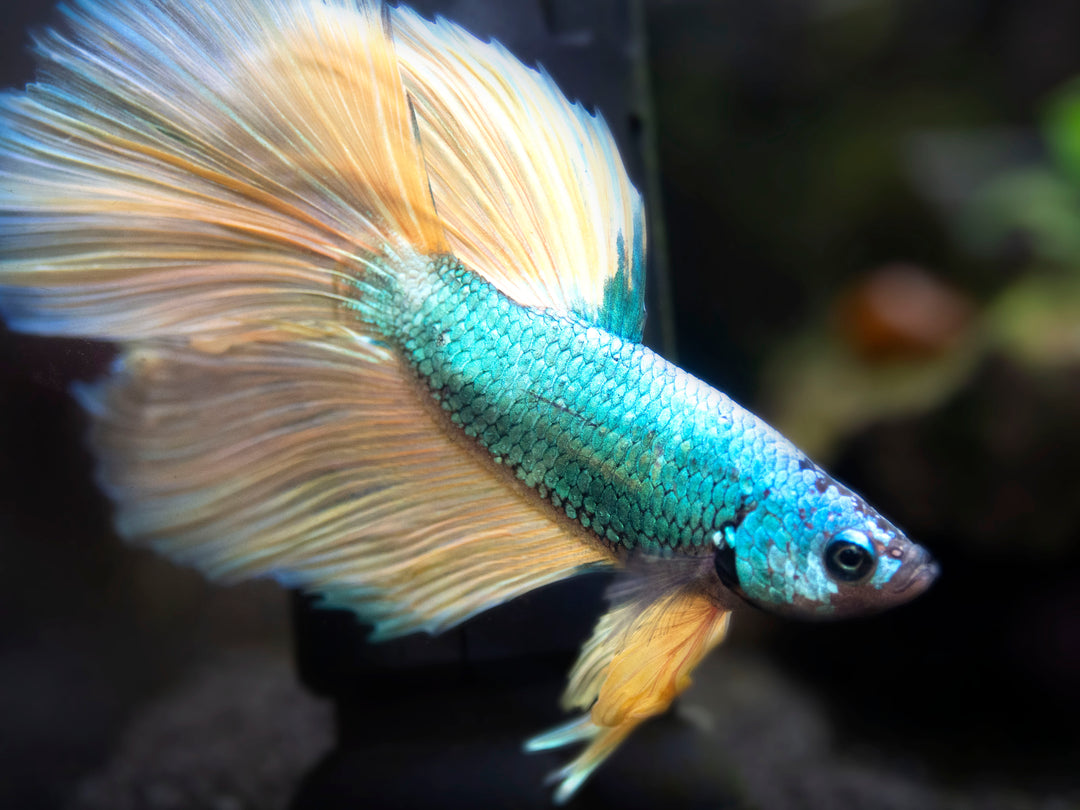 Assorted Mustard Gas Halfmoon Betta (Betta splendens) - Tank-Bred!