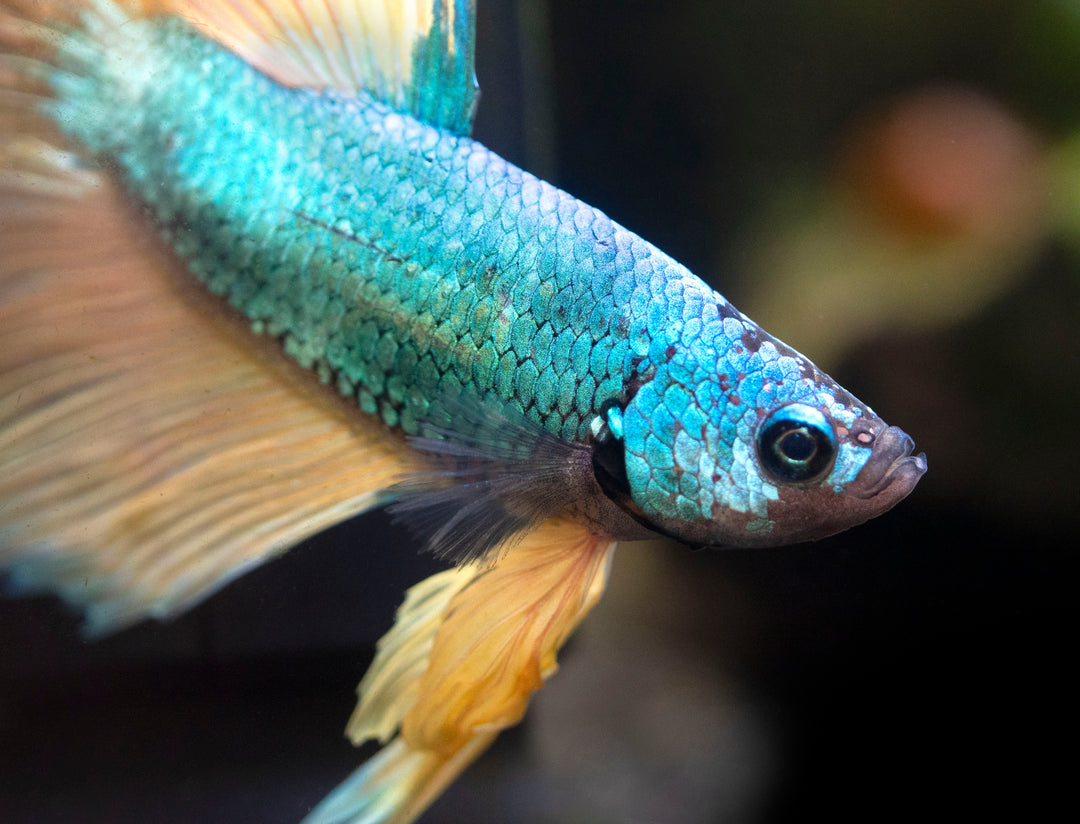 Assorted Mustard Gas Halfmoon Betta (Betta splendens) - Tank-Bred!