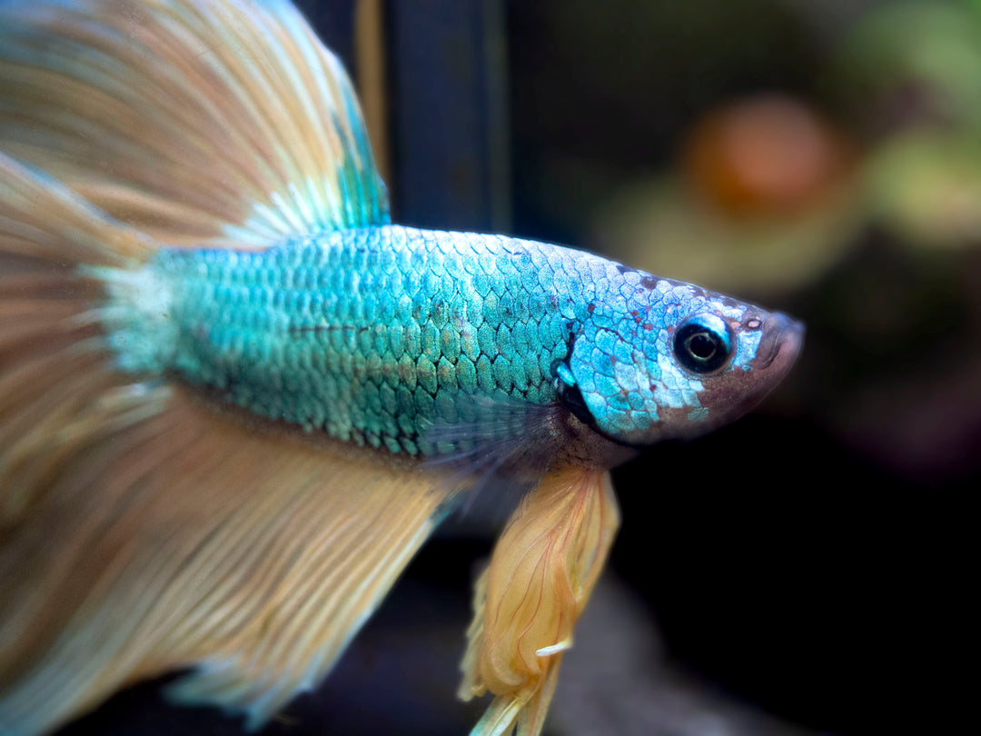Assorted Mustard Gas Halfmoon Betta (Betta splendens) - Tank-Bred!
