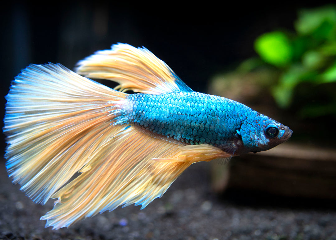 Assorted Mustard Gas Halfmoon Betta (Betta splendens) - Tank-Bred!