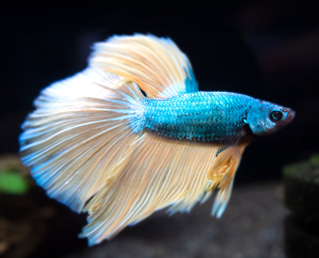 Assorted Mustard Gas Halfmoon Betta (Betta splendens) - Tank-Bred!
