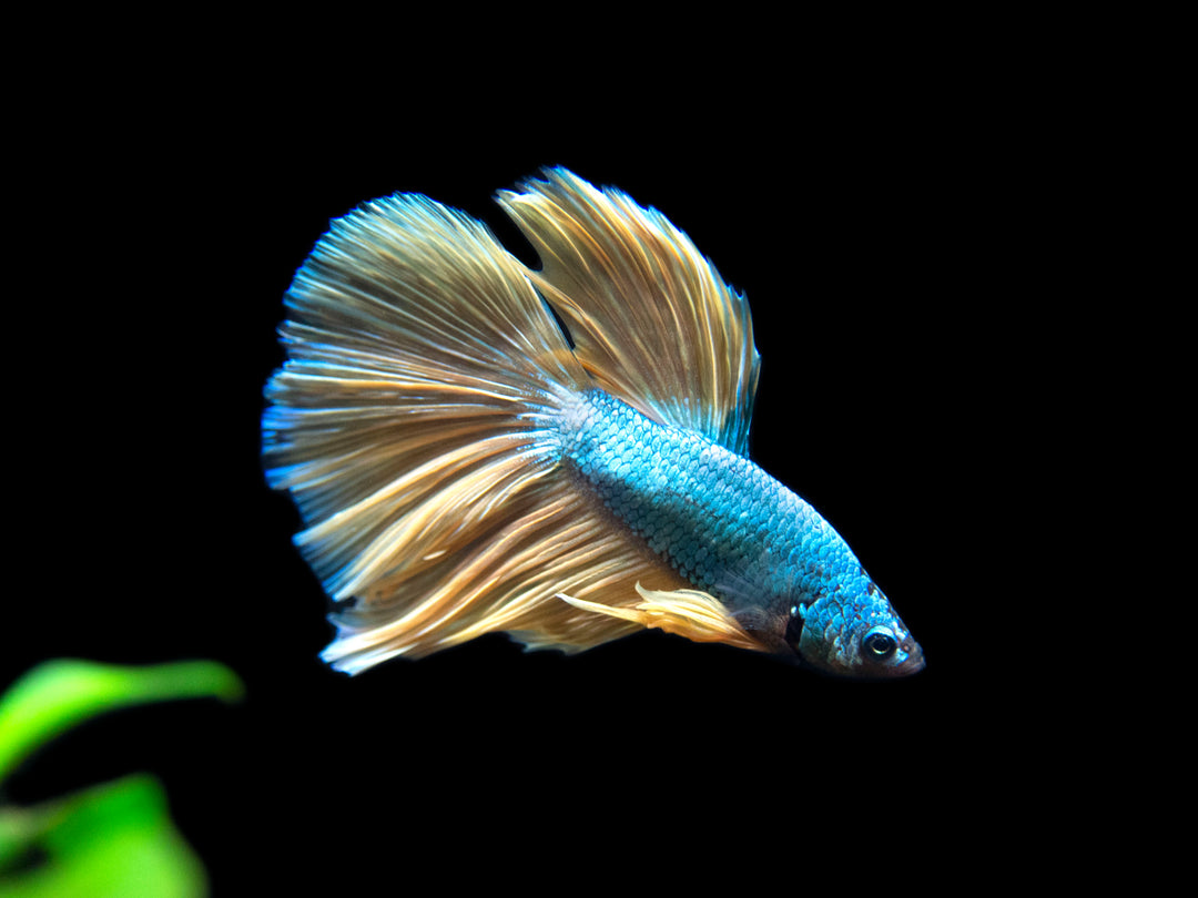Assorted Mustard Gas Halfmoon Betta (Betta splendens) - Tank-Bred!