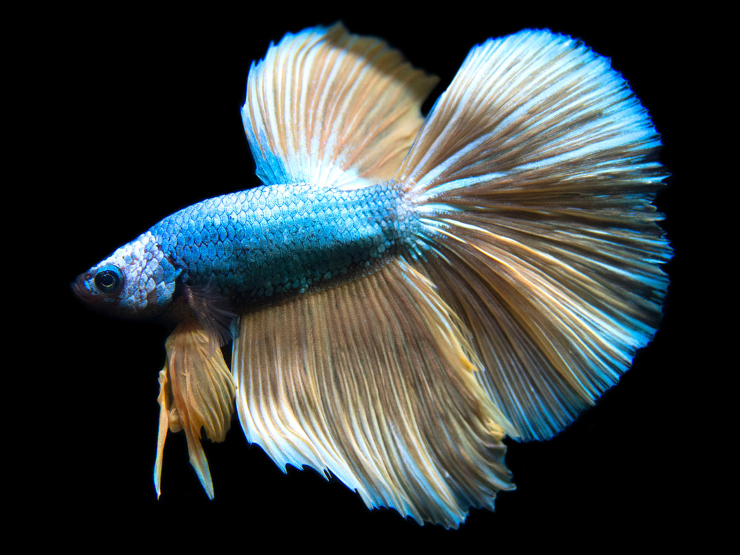 Assorted Mustard Gas Halfmoon Betta (Betta splendens) - Tank-Bred!