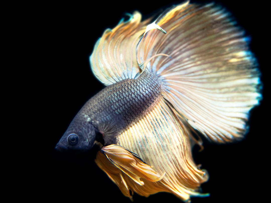 Assorted Mustard Gas Halfmoon Betta (Betta splendens) - Tank-Bred!