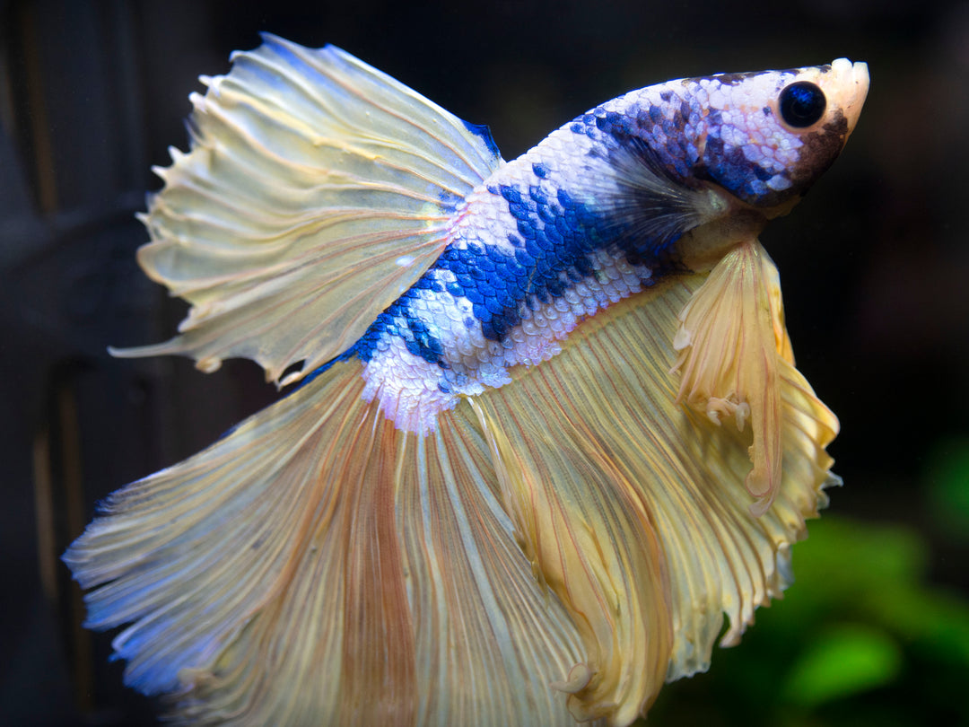 Assorted Mustard Gas Halfmoon Betta (Betta splendens) - Tank-Bred!
