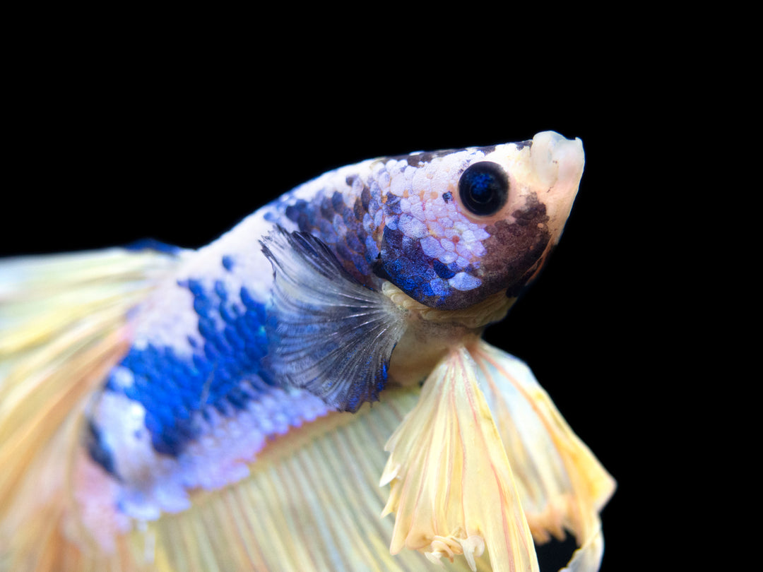 Assorted Mustard Gas Halfmoon Betta (Betta splendens) - Tank-Bred!