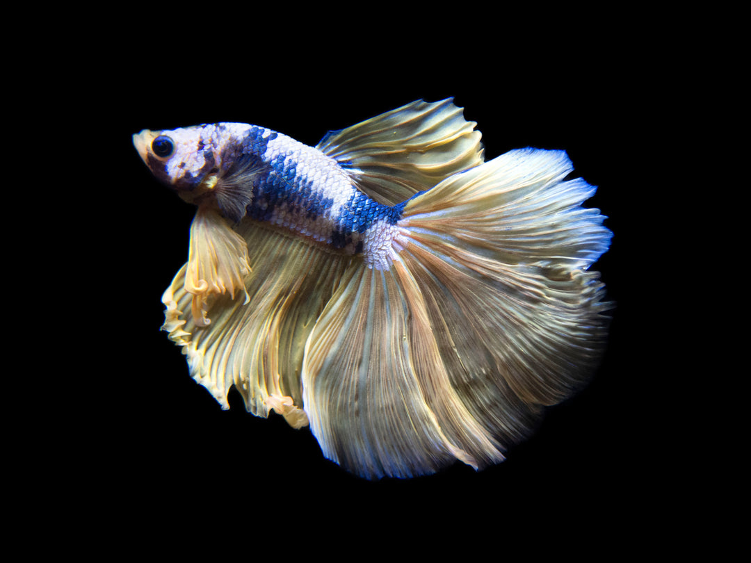 Assorted Mustard Gas Halfmoon Betta (Betta splendens) - Tank-Bred!