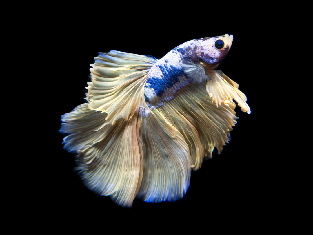 Assorted Mustard Gas Halfmoon Betta (Betta splendens) - Tank-Bred!