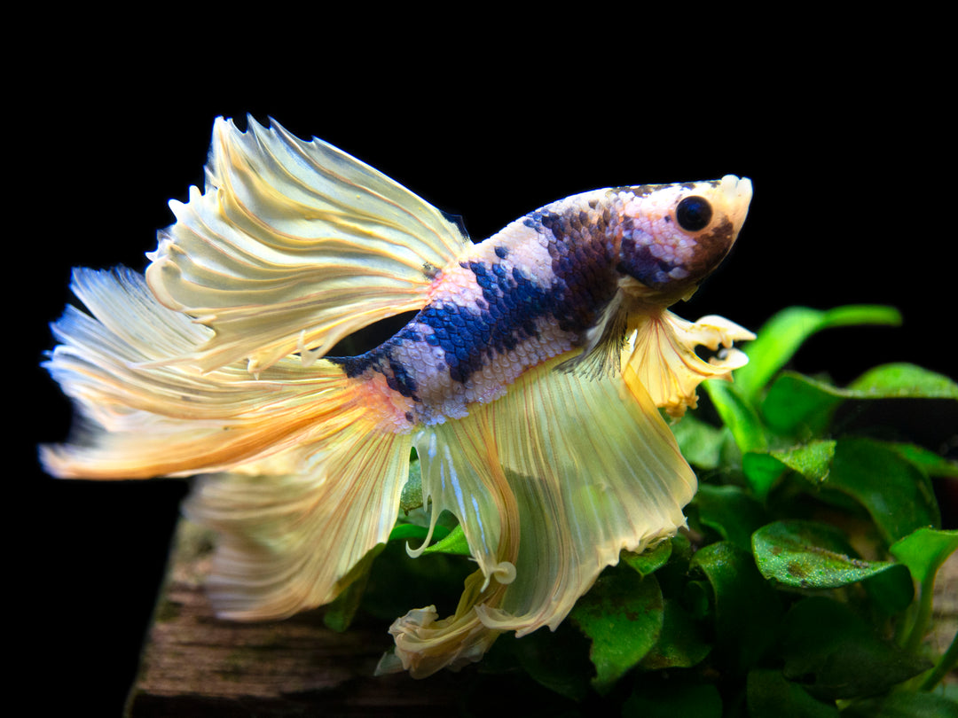 Assorted Mustard Gas Halfmoon Betta (Betta splendens) - Tank-Bred!