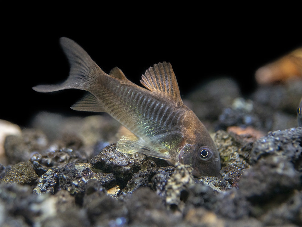Bronze AKA Green Aeneus Cory Catfish (Corydoras aeneus), Tank-Bred