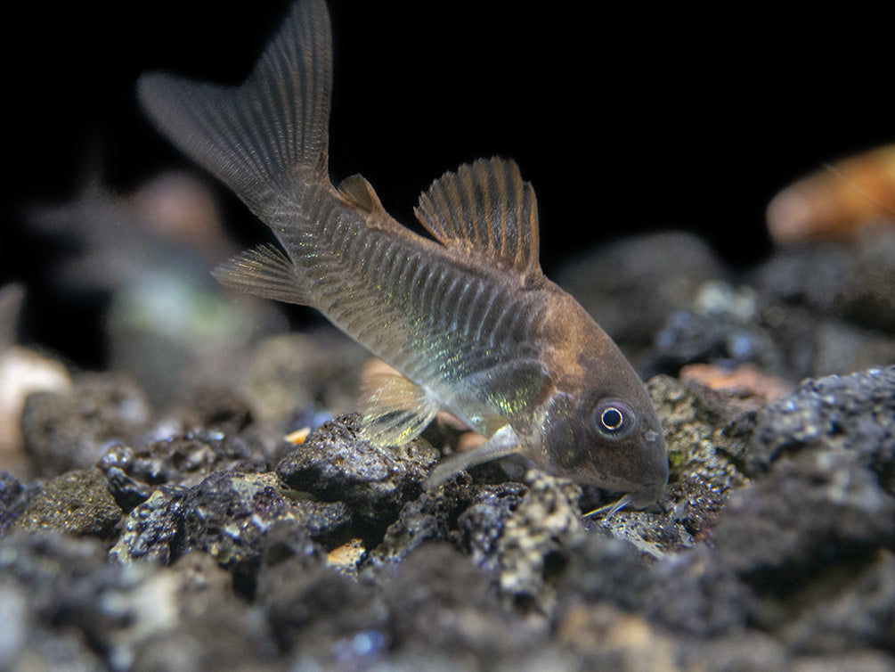 Bronze AKA Green Aeneus Cory Catfish (Corydoras aeneus), Tank-Bred