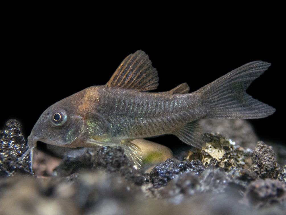 Bronze AKA Green Aeneus Cory Catfish (Corydoras aeneus), Tank-Bred
