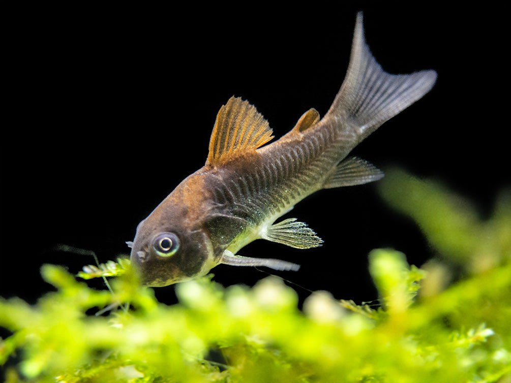Bronze AKA Green Aeneus Cory Catfish (Corydoras aeneus), Tank-Bred